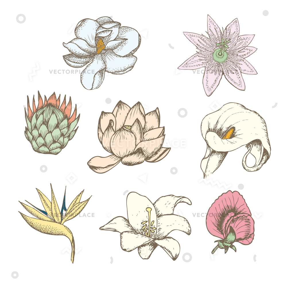 1000x1000 Colored Drawing Botanical Exotic Flowers Set Vector Illustration - White Lily Drawing