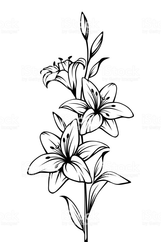 683x1024 image result for white lily drawing silhouettes lilies drawing - White Lily Drawing