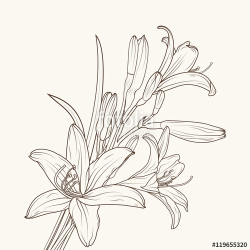 500x500 Isolated Elegant White Lily Flowers With Stem, Leaves - White Lily Drawing