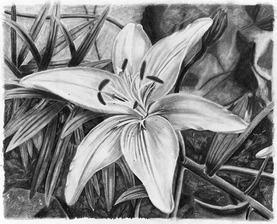900x729 Lily Drawing - White Lily Drawing