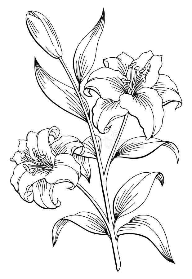 619x900 lily flower graphic black white art flowers, lilies - White Lily Drawing