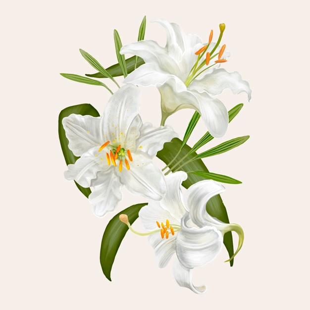 626x626 Lily Vectors, Photos And Free Download - White Lily Drawing