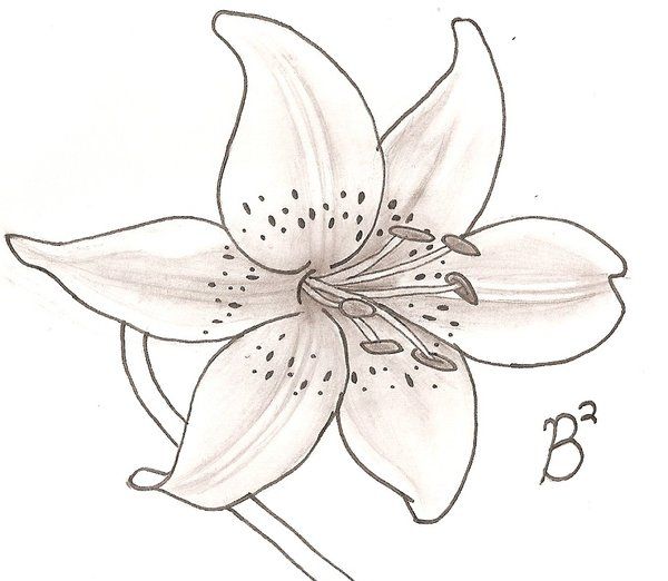 600x522 skin paint lilies drawing, embroidery - White Lily Drawing