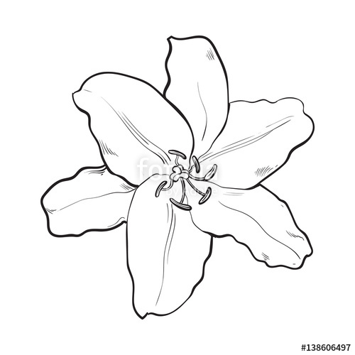 500x500 Single Hand Drawn White Lily Flower, Top View, Sketch Style Vector - White Lily Drawing