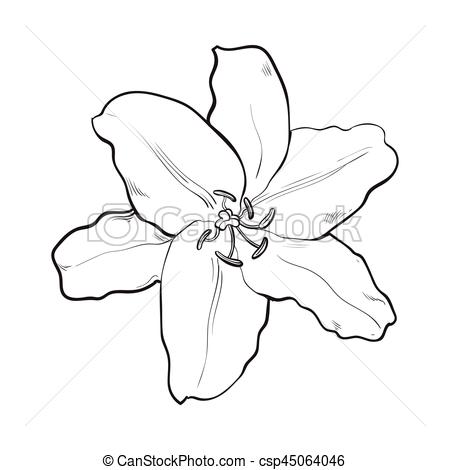 450x470 Single Hand Drawn White Lily Flower, Top View, Vector Illustration - White Lily Drawing