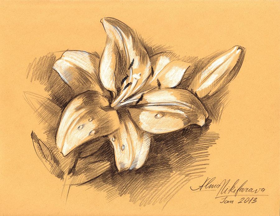 900x695 asiatic lily flower with bud sketch drawing - White Lily Drawing