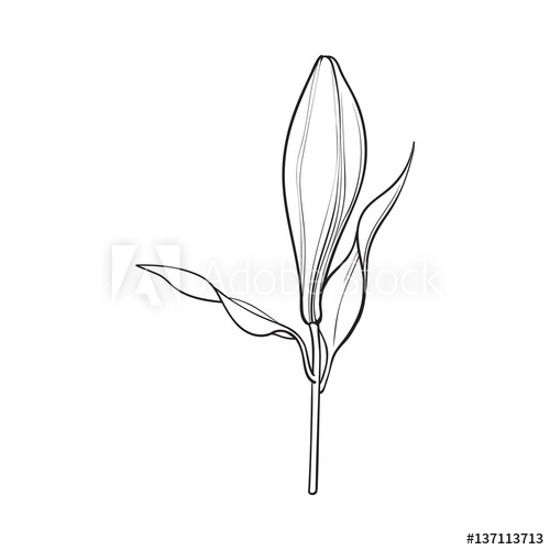 500x500 Single Hand Drawn White Lily Flower Bud With Stem And Leaves, Side - White Lily Drawing