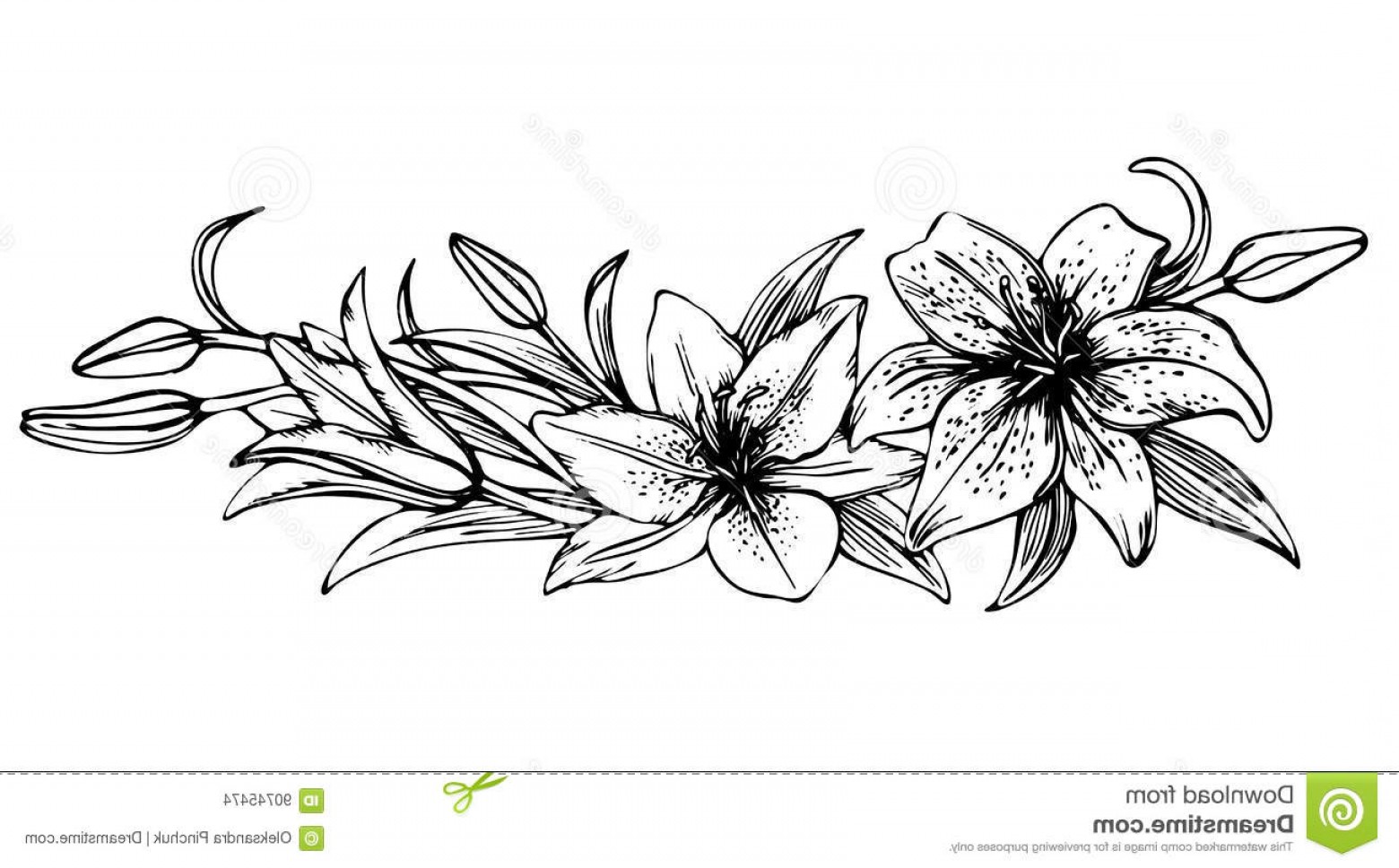 1560x968 stock illustration sketch floral blooming lilies hand drawn - White Lily Drawing