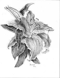 232x300 White Lily Flower Drawings - White Lily Drawing