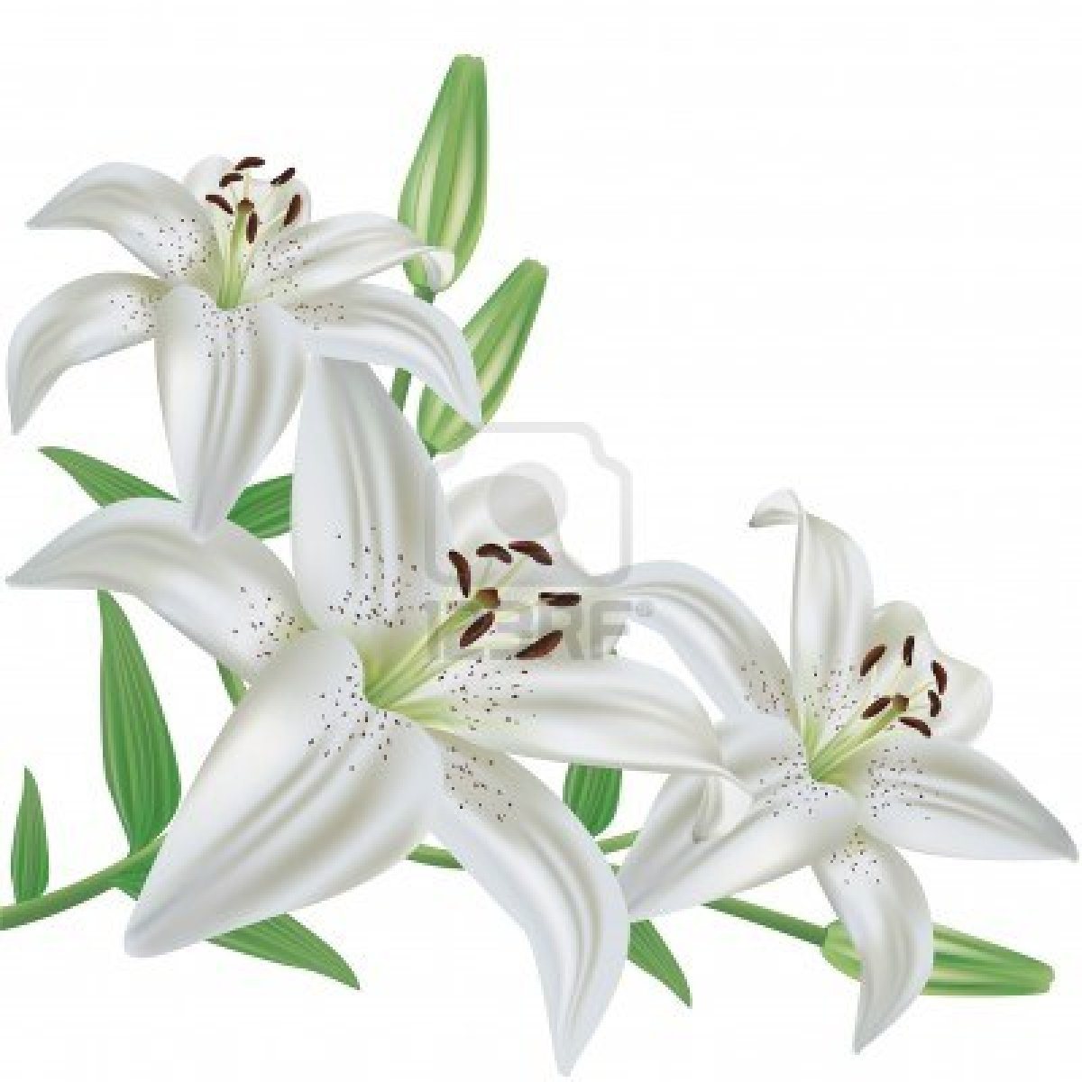1200x1200 drawing of flower bouquet illustration white lily flower bouquet - White Lily Drawing
