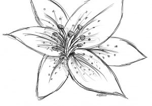 White Lily Drawing at PaintingValley.com | Explore collection of White ...