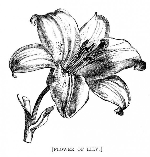 573x600 Black And White Lily Drawing - White Lily Drawing