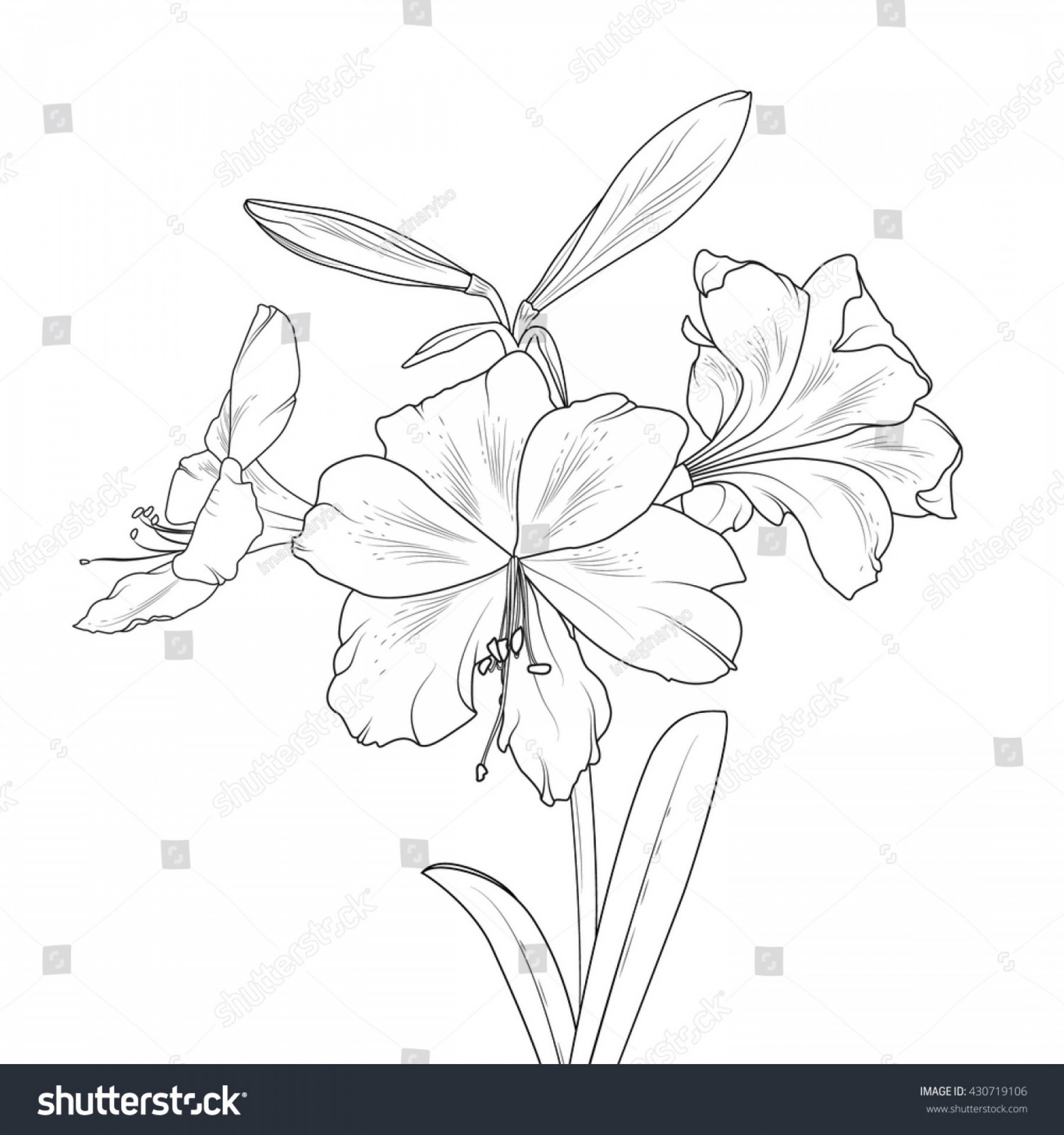 2160x2304 Black And White Lily Vector Soidergi - White Lily Drawing