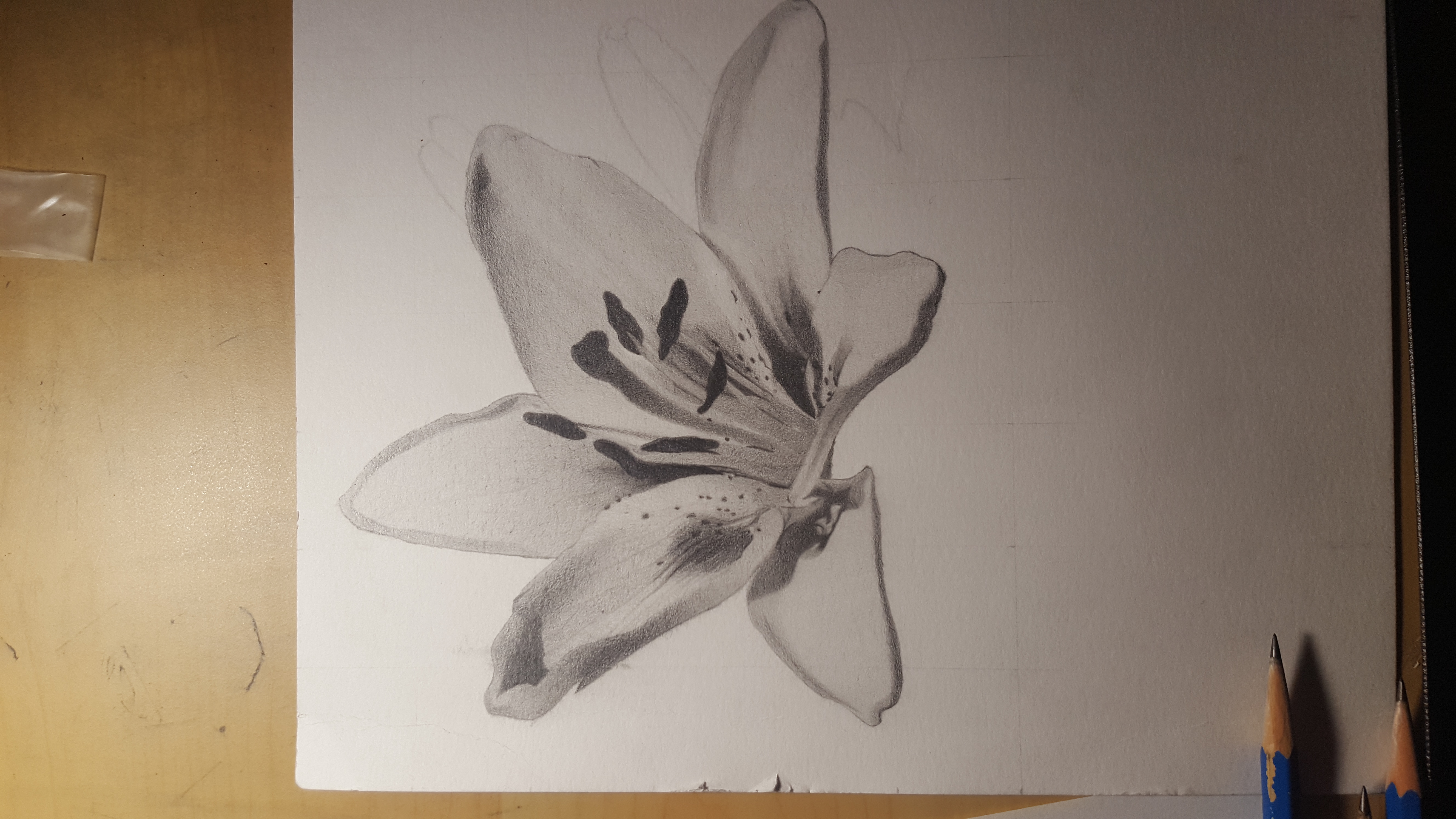 5312x2988 black and white lily drawing, any feedback would be helpful - White Lily Drawing