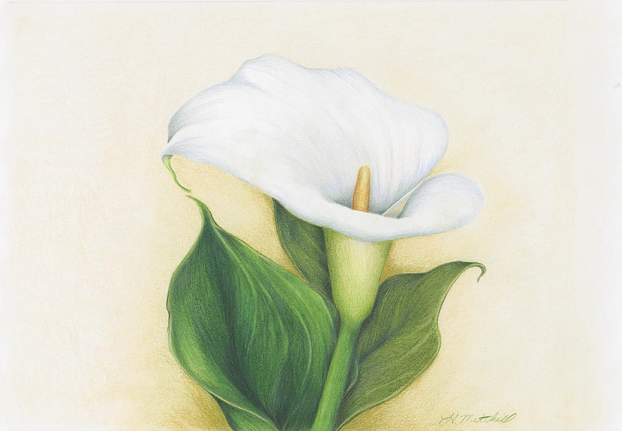 900x623 Calla Lily Drawing - White Lily Drawing