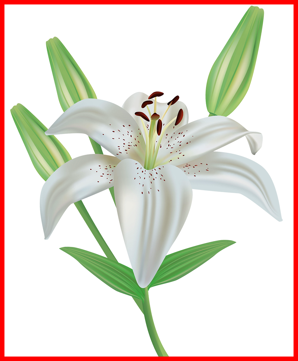 White Lily Flower Drawing at PaintingValley.com | Explore collection of ...