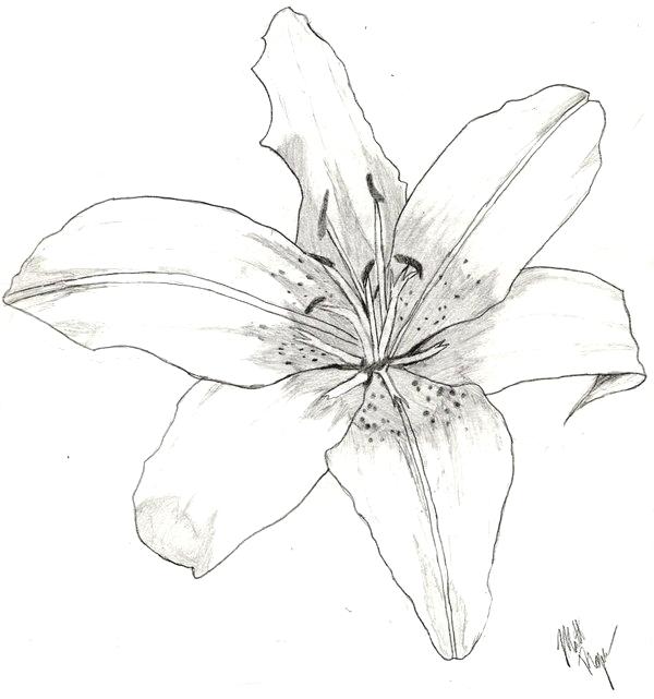 White Lily Flower Drawing at PaintingValley.com | Explore collection of ...