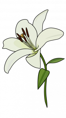 215x382 Huge Collection Of 'lily Flower Drawing' Download More Than - White Lily Flower Drawing