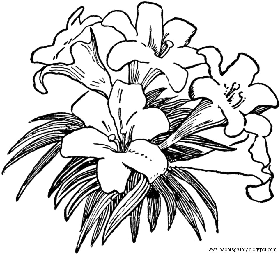 962x875 lily drawings black and white lily flower clipart black and white - White Lily Flower Drawing