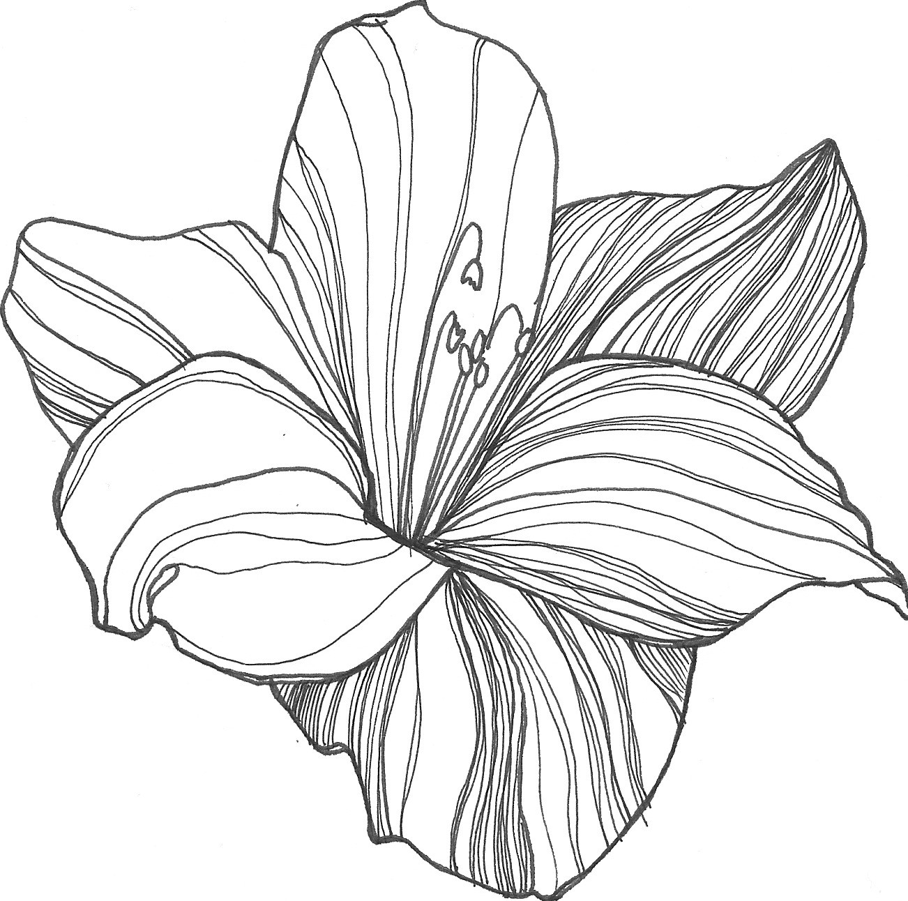 1302x1292 lily drawings black and white lily flower drawings template - White Lily Flower Drawing
