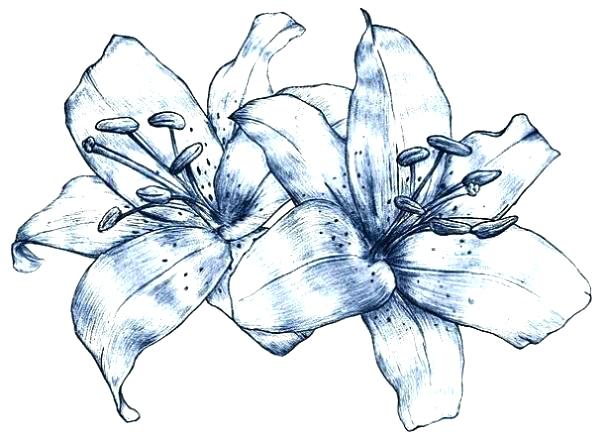 603x440 Lily Flower Drawing Pic - White Lily Flower Drawing