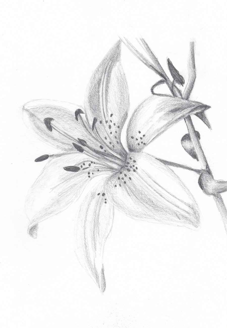 White Lily Flower Drawing at Explore collection of