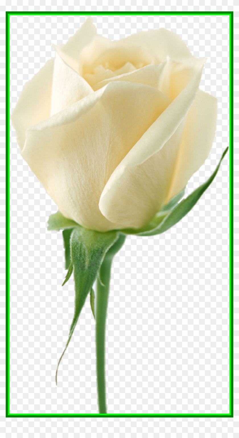 840x1538 lily flower lily flower no background astonishing white - White Lily Flower Drawing