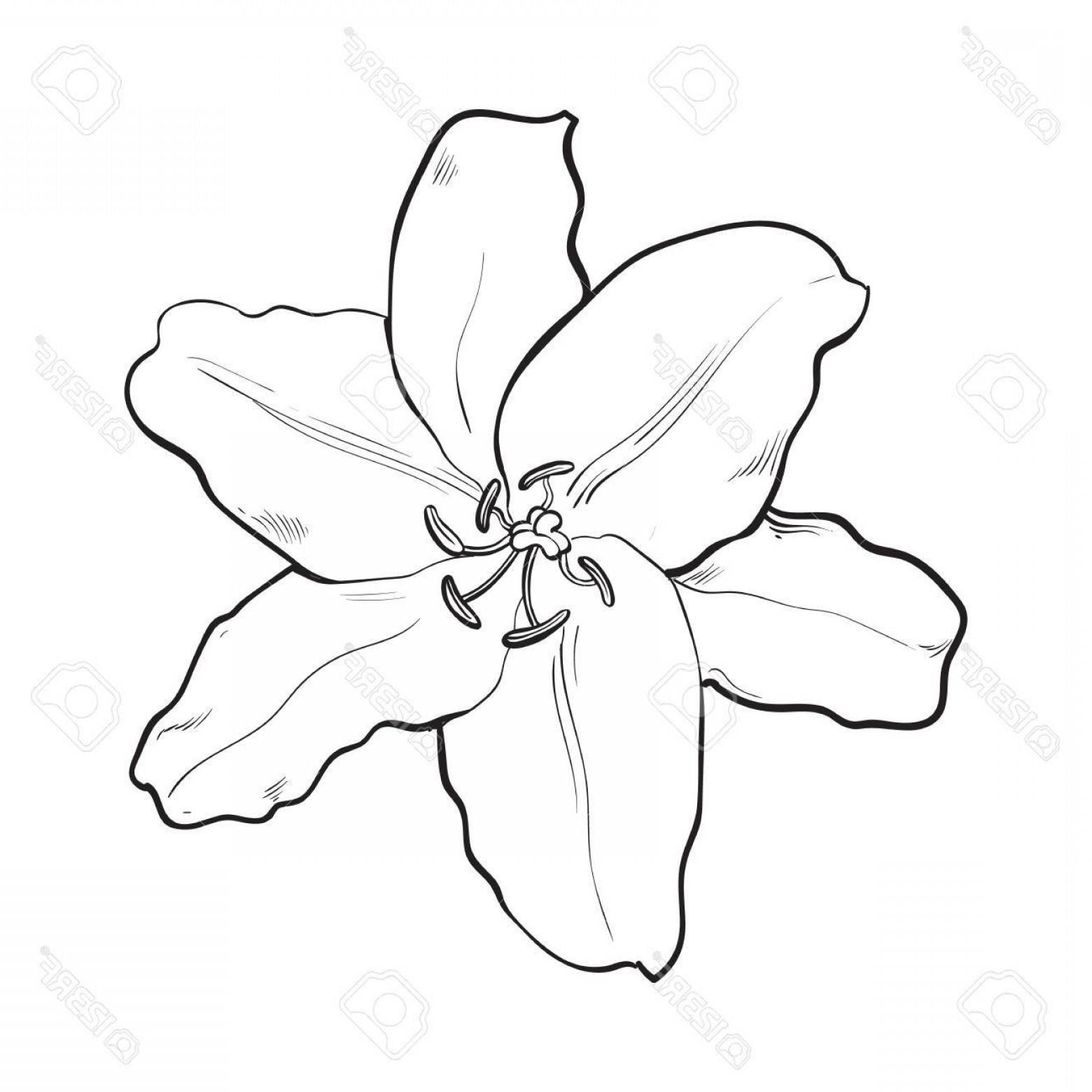 1560x1560 lily flower vector sketch arenawp - White Lily Flower Drawing