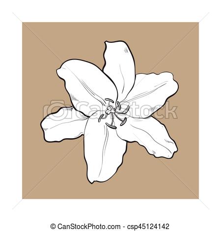 450x470 Single Hand Drawn White Lily Flower, Top View, Vector Illustration - White Lily Flower Drawing