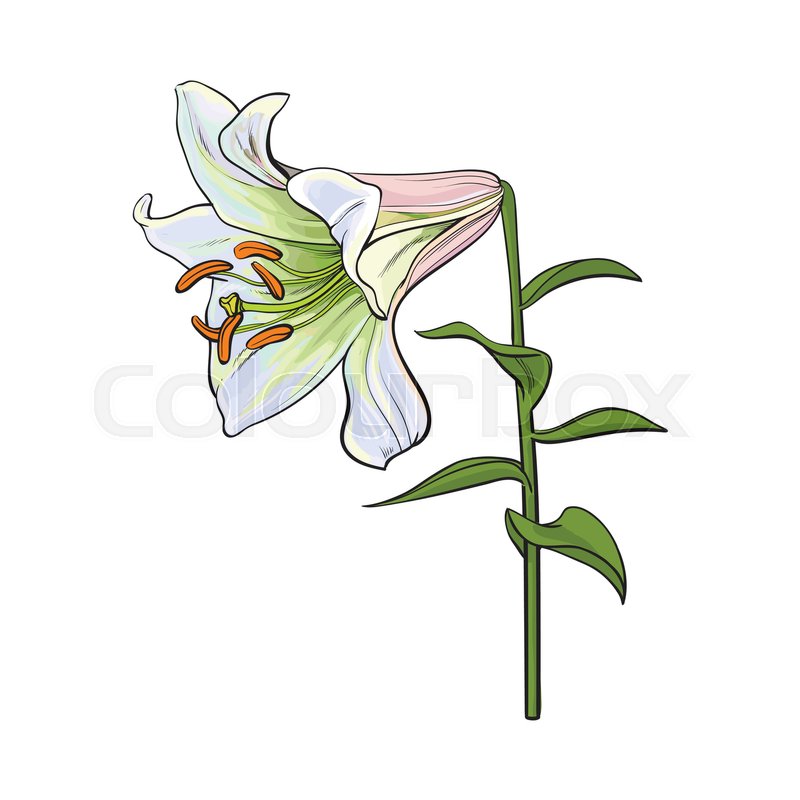 800x800 Single Hand Drawn White Lily Flower Stock Vector Colourbox - White Lily Flower Drawing