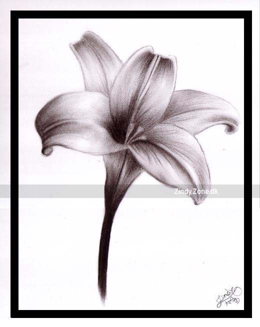 520x654 lily flowers drawings lily - White Lily Flower Drawing