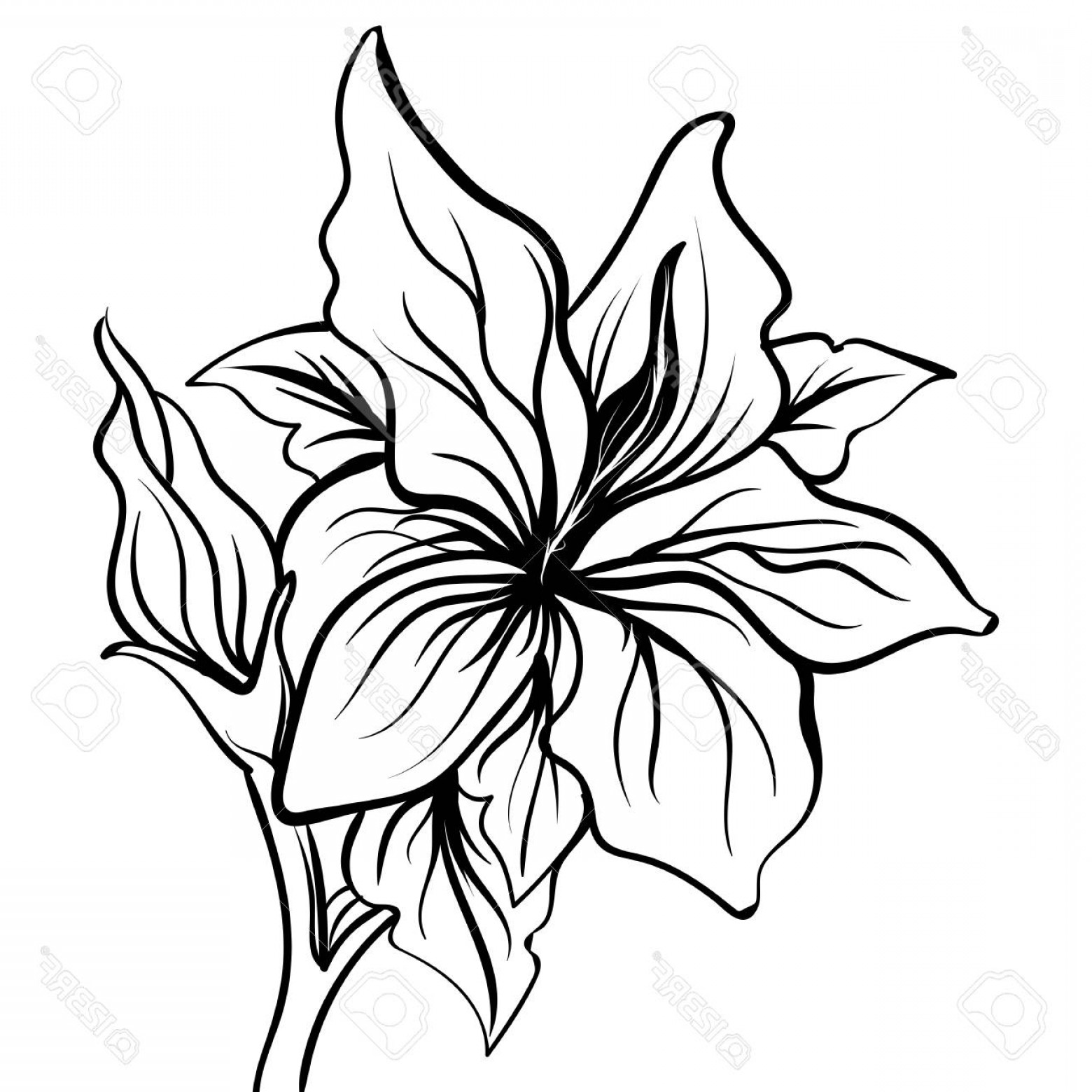 1560x1560 Black And White Lily Flower Drawing - White Lily Flower Drawing