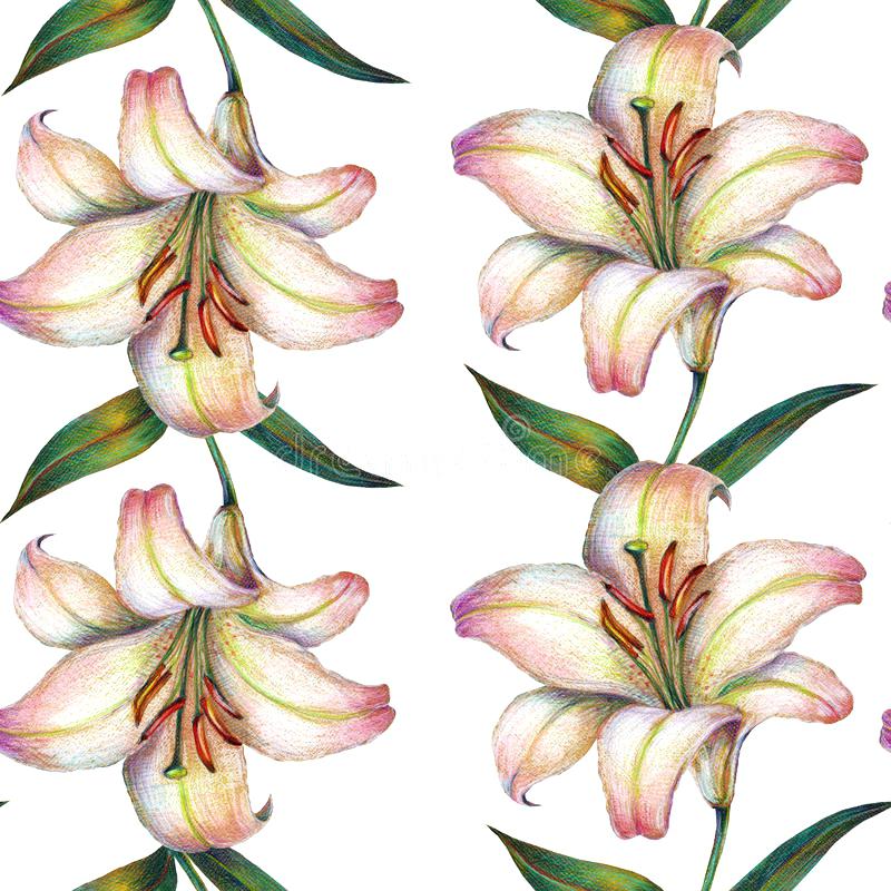 800x800 calla lily flower drawing painting lilies - White Lily Flower Drawing