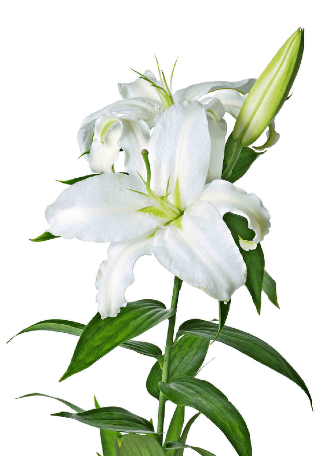 1121x1588 Drawing Detail Lily Transparent Png Clipart Free Download - White Lily Flower Drawing