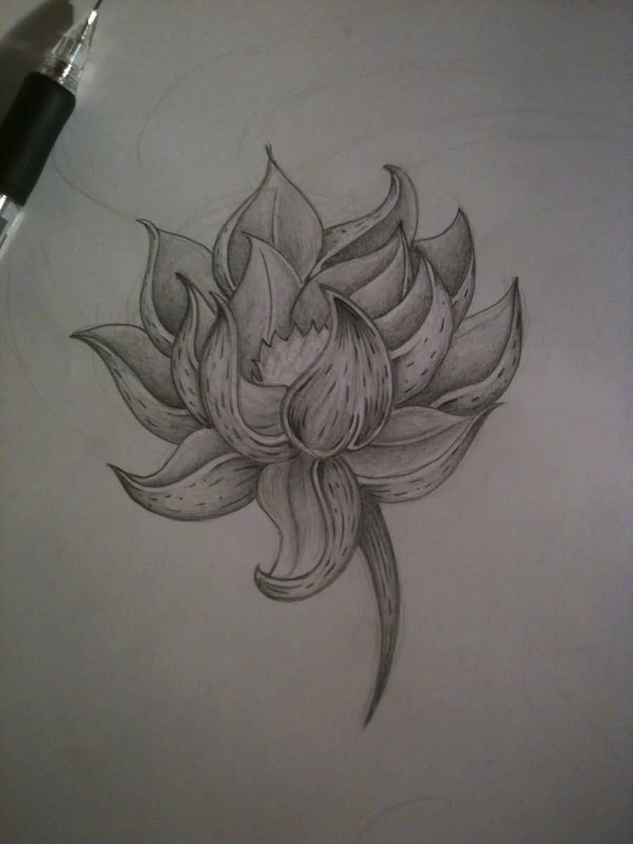 900x1200 Lotus Flower - White Lotus Flower Drawing