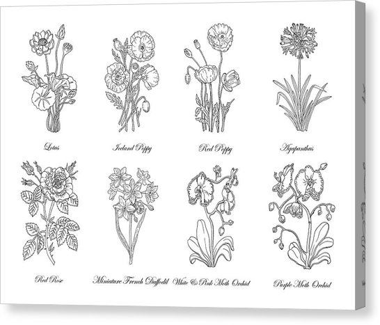 546x467 White Lotus Flower Canvas Prints Fine Art America - White Lotus Flower Drawing