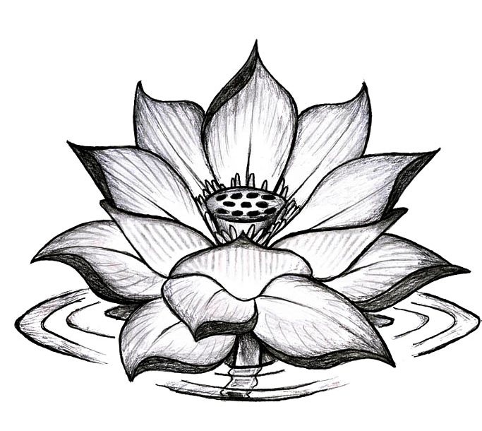 683x610 White Lotus Flower Drawing At Com Free For Personal On Black - White Lotus Flower Drawing