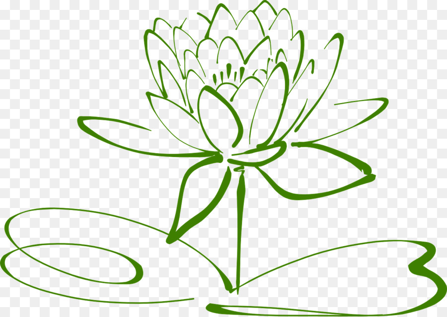 900x640 Flower, Drawing, Green, Transparent Png Image Clipart Free Download - White Lotus Flower Drawing