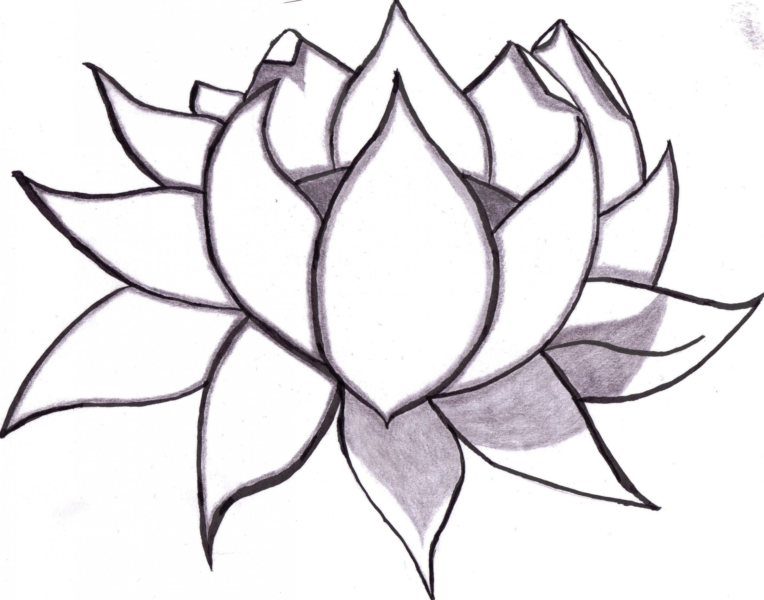 White Lotus Flower Drawing At Explore Collection Of White Lotus Flower Drawing 6746