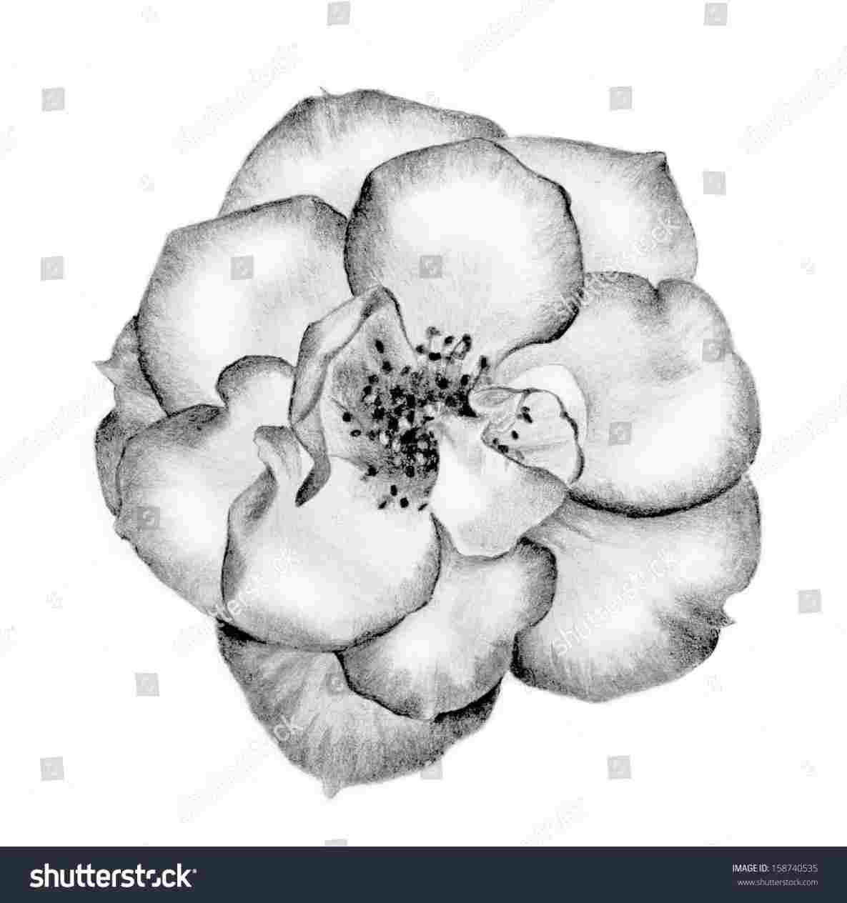 1185x1264 Rose Tattoo Designs Rhcom Abstract Black White Lotus - White Lotus Flower Drawing