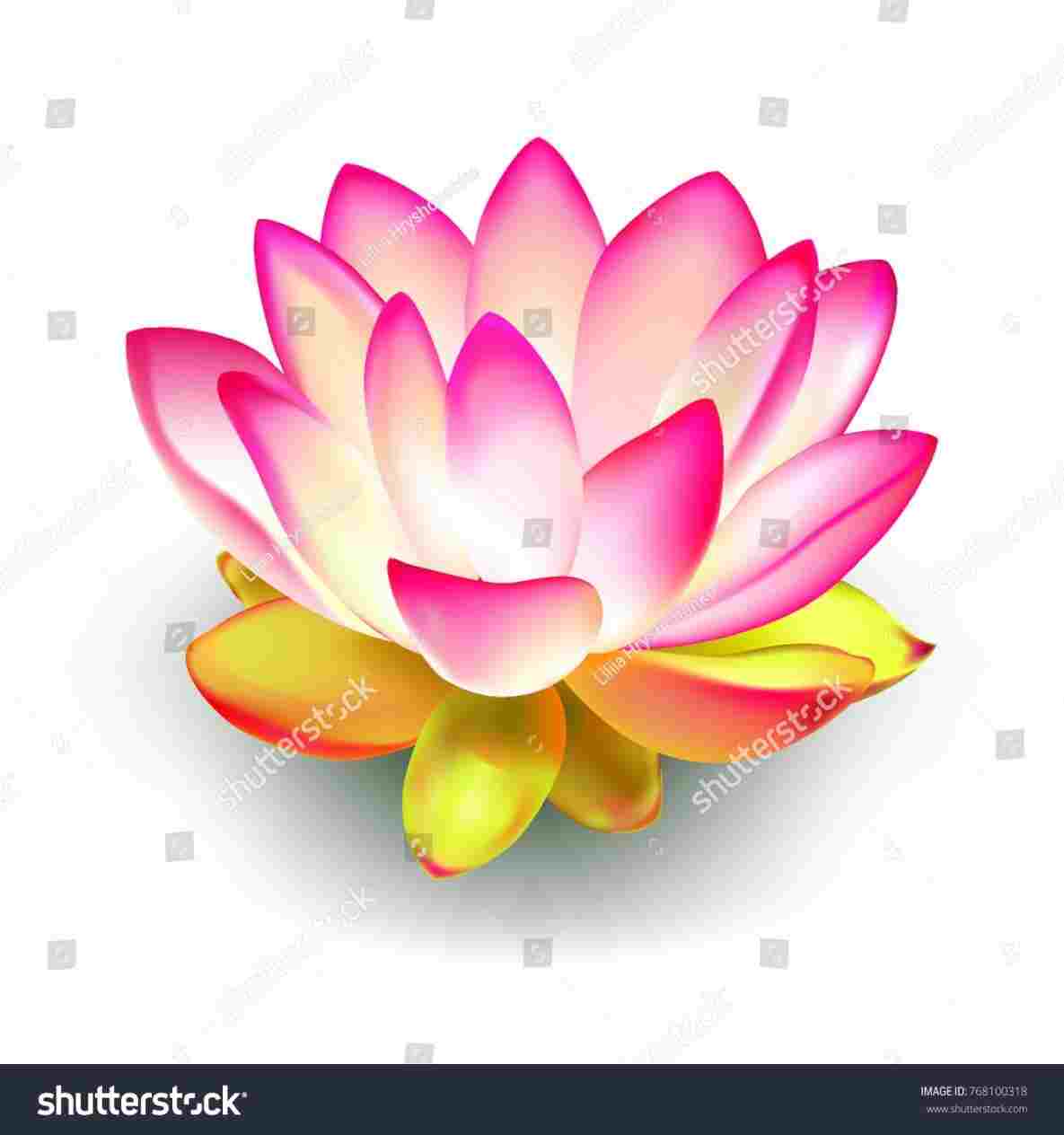 1185x1264 stock illustration rhshutterstockcom abstract realistic lotus - White Lotus Flower Drawing