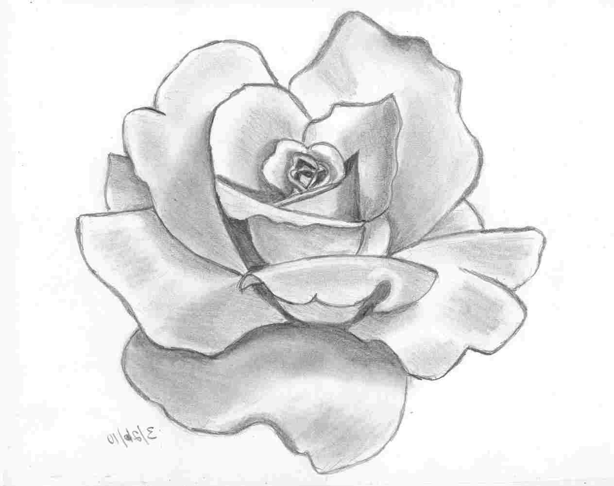 1264x1002 Flowers Drawings In Pencil Black White Lotus Flower Drawn Stock - White Lotus Flower Drawing