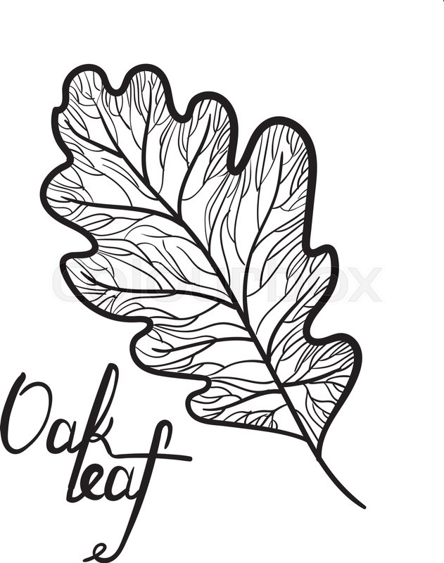 631x800 hand drawn detail oak leaf with stock vector colourbox - White Oak Leaf Drawing