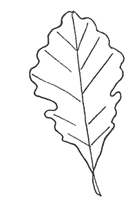 199x300 Key To Common Colorado Landscape Trees - White Oak Leaf Drawing
