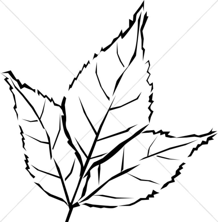 764x776 leaf black and white black and white oak leaf clipart - White Oak Leaf Drawing