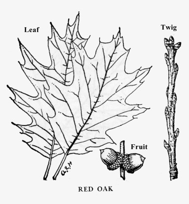 383x413 Northern Red Oak - White Oak Leaf Drawing