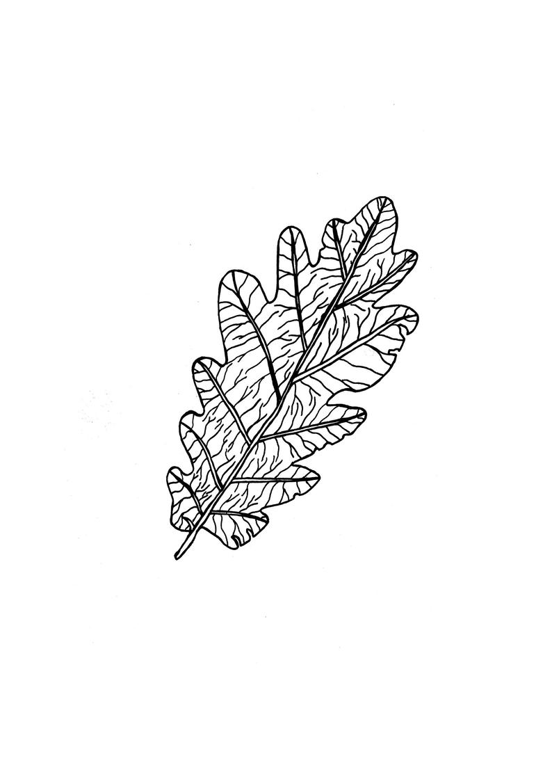 794x1123 oak leaf print autumn decorations black white etsy - White Oak Leaf Drawing