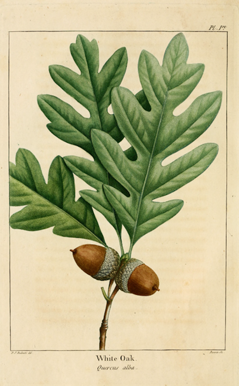 800x1292 white oak leaves and acorns drawing - White Oak Leaf Drawing