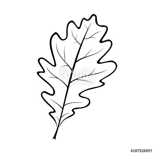 500x500 Black And White Vector Illustration Of An Oak Leaf Stock Image - White Oak Leaf Drawing
