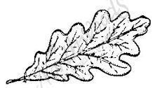 218x126 white oak leaf - White Oak Leaf Drawing